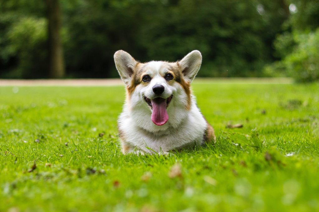 Happy corgie dog sitting in a lovely green space with grass and trees